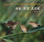 麻雀 百灵 文须雀