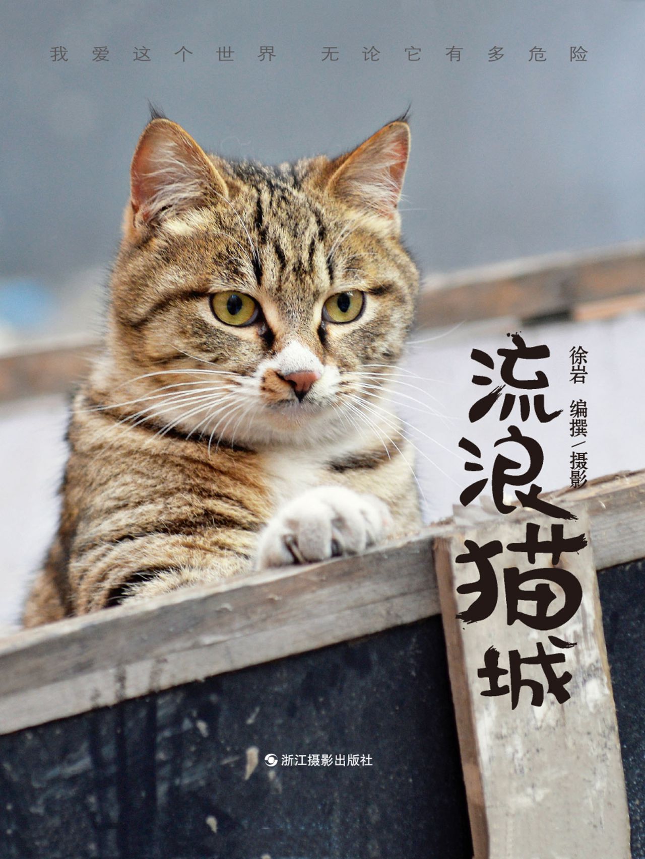流浪猫城