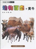 动物百态——黄牛