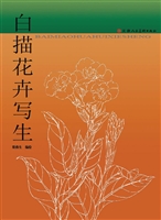 白描花卉写生
