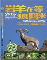 岩羊在等狼回来