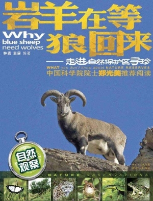 岩羊在等狼回来——走