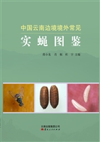 中国云南边境境外常见