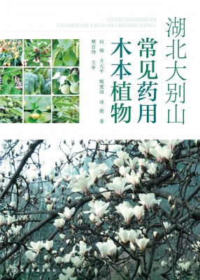 湖北大别山常见药用木