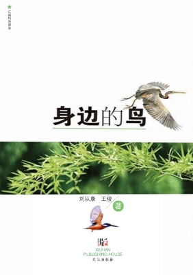 身边的鸟