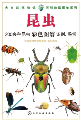 昆虫