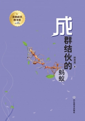 成群结伙的蚂蚁