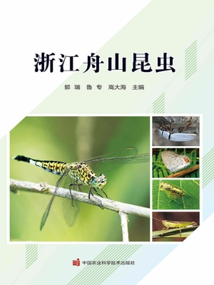 浙江舟山昆虫