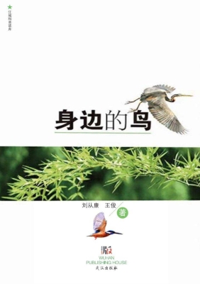 身边的鸟