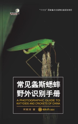 常见螽斯蟋蟀野外识别