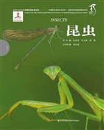 昆虫