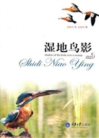 湿地鸟影