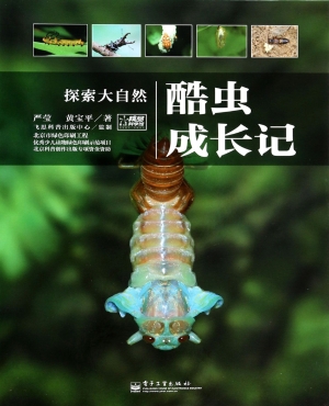 酷虫成长记