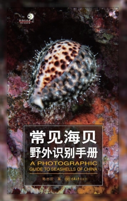 常见海贝野外识别手册