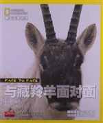 与藏羚羊面对面
