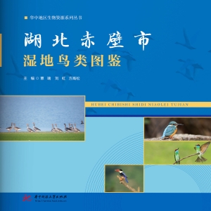 湖北赤壁市湿地鸟类图