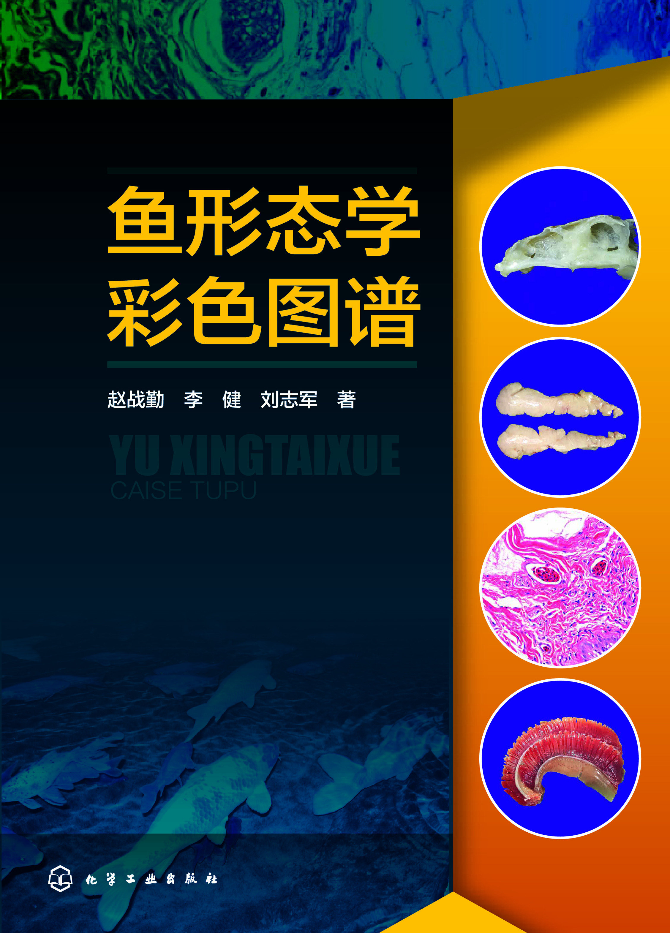 鱼形态学彩色图谱