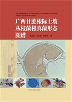 广西甘蔗根际土壤丛枝