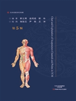 针灸经络穴位图解
