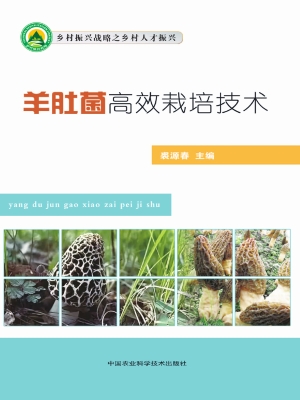 羊肚菌高效栽培技术