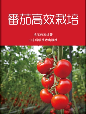 番茄高效栽培