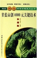 甘蓝亩产4000元关键技