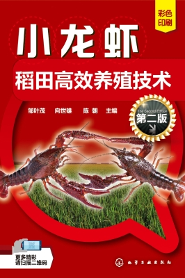 小龙虾稻田高效养殖技