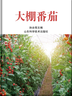 大棚番茄