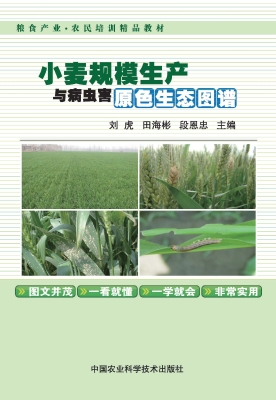 小麦规模生产与病虫害