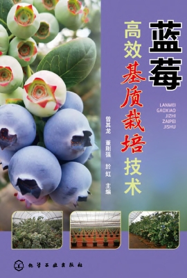 蓝莓高效基质栽培技术