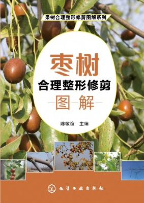 枣树合理整形修剪图解