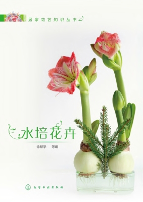 水培花卉