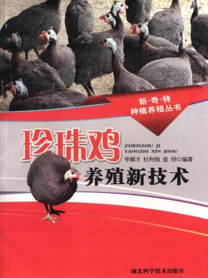 珍珠鸡养殖新技术
