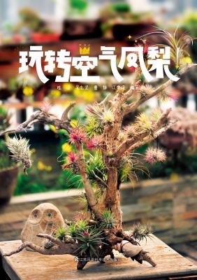 玩转空气凤梨