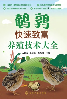 鹌鹑快速致富养殖技术