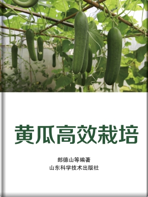 黄瓜高效栽培