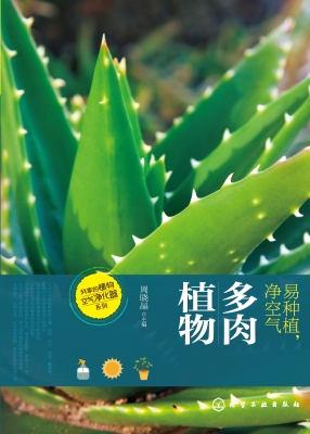 易种植，净空气——多肉