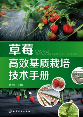 草莓高效基质栽培技术