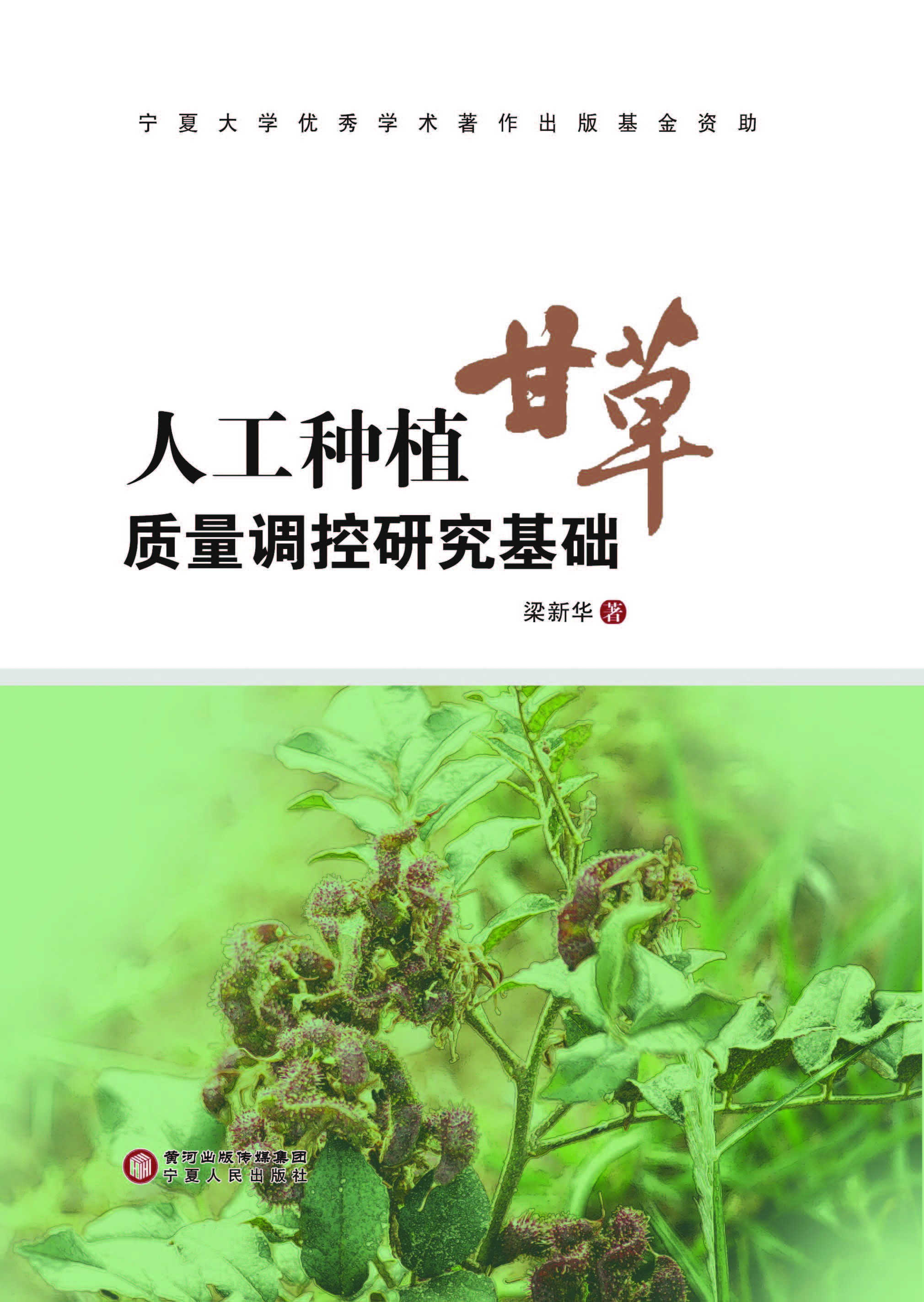 人工种植甘草质量调控