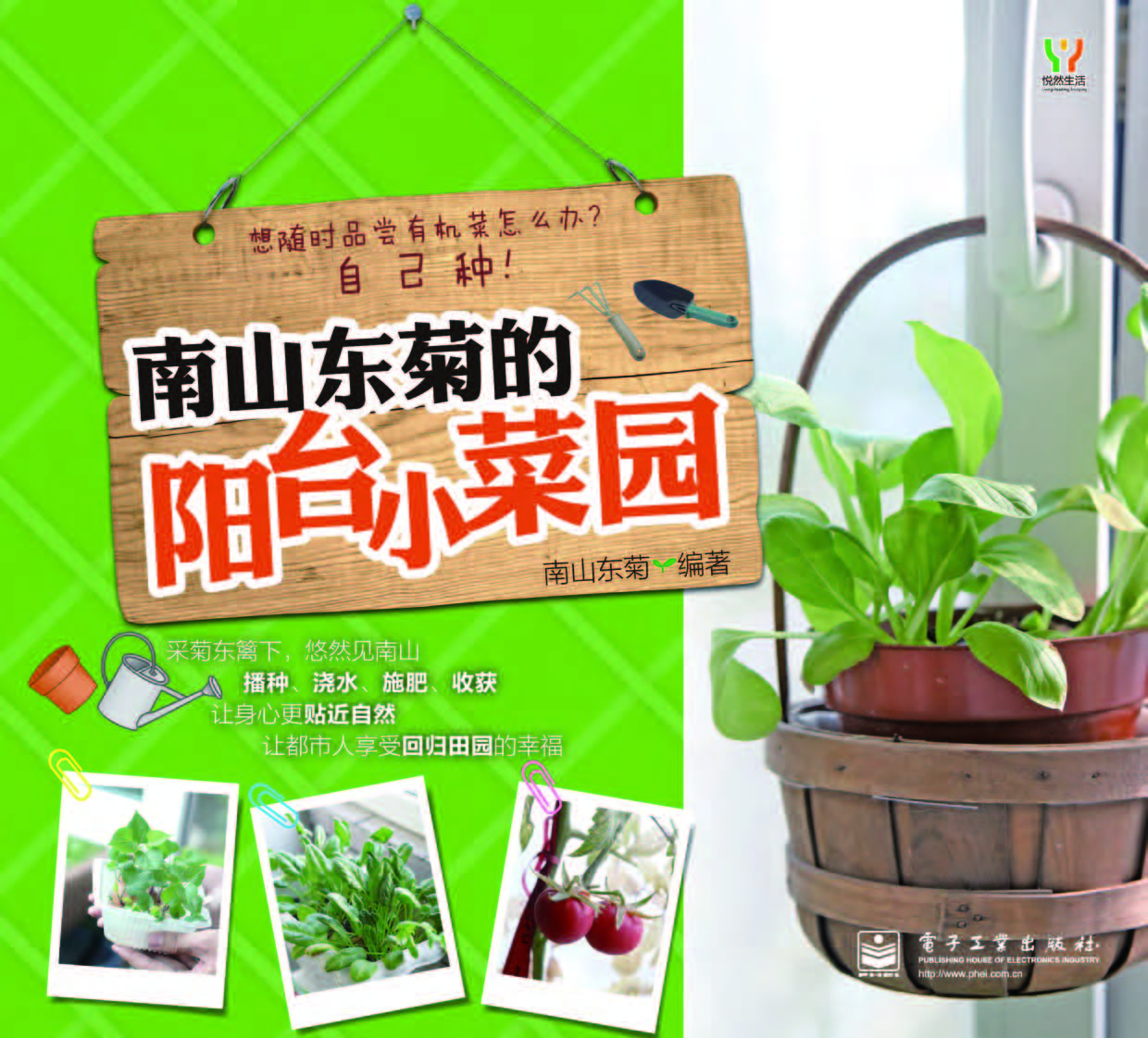 南山东菊的阳台小菜园