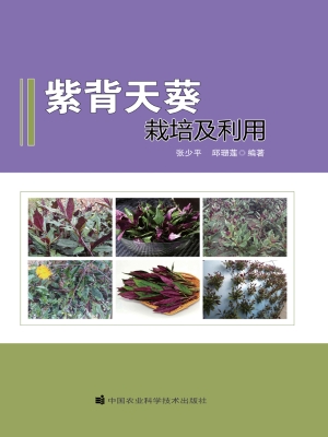 紫背天葵栽培及利用