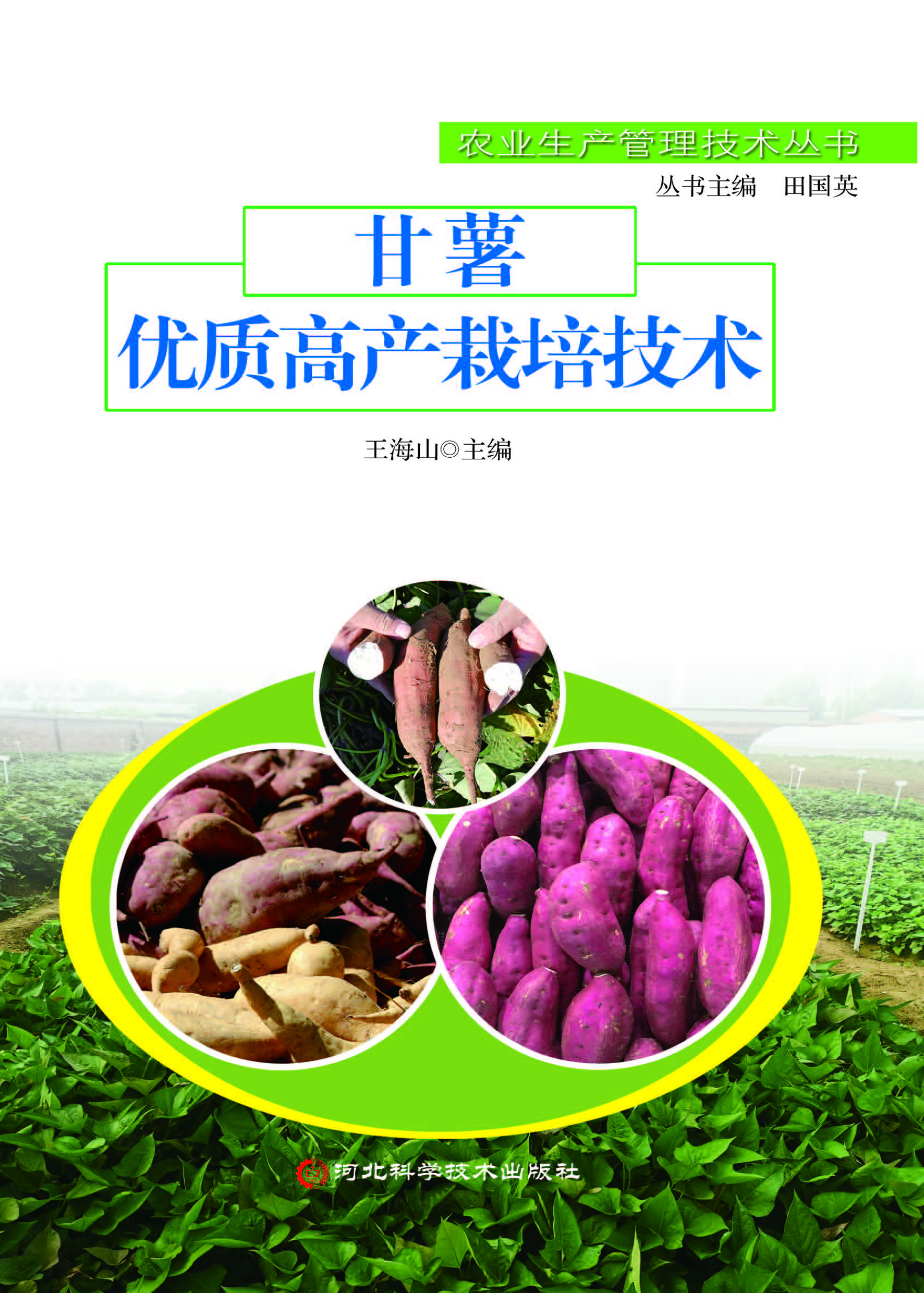 甘薯优质高产栽培技术