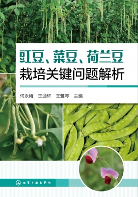 豇豆、菜豆、荷兰豆栽