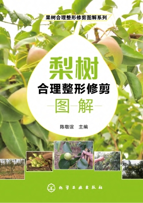 梨树合理整形修剪图解