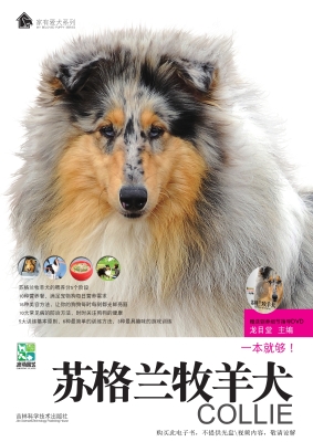 苏格兰牧羊犬