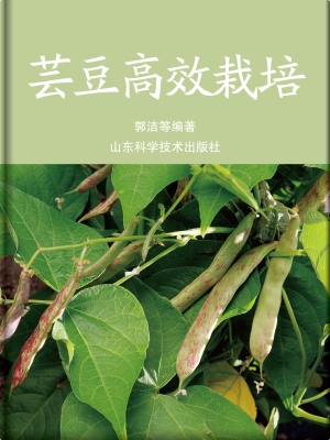 芸豆高效栽培