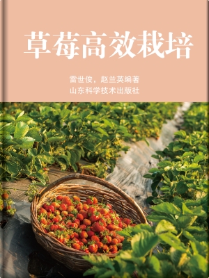 草莓高效栽培
