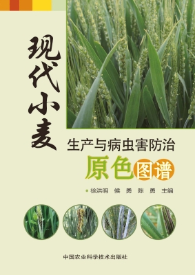 现代小麦生产与病虫害