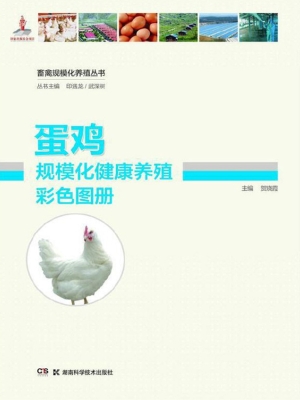蛋鸡规模化健康养殖彩