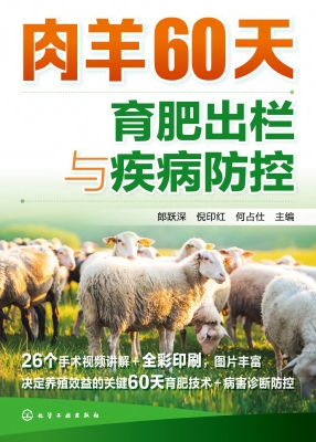 肉羊60天育肥出栏与疾